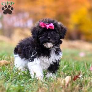 Gracie, Toy Poodle Puppy